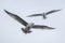 Juveniele Caspian Gull Larus cachinnans and a adult Caspian Gulls flying above the water of the oder delta in Poland, europ