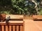 Juvenile and Adult Black Vultures