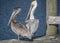 Juvenile and Adult Brown Pelicans on the Dock