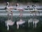 Juvenile and adult Lesser Flamingos and dramatic reflection