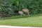 Juvenile and Adult Sandhill Cranes