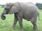 Juvenile African Elephant- side profile