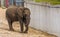 Juvenile african elephant with small tusks, Vulnerable animal specie from Africa