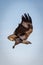 Juvenile African fish eagle in blue sky