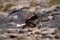 Juvenile African fish eagle flies past rocks