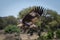 Juvenile African fish eagle flies past trees