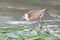 Juvenile African Jacana (Actophilornis africanus)