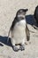 Juvenile African Penguin Spheniscus demersus Boulders Beach, Simonstown, Cape Town, South Africa