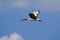 Juvenile African Sacred Ibis in Flight