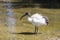 Juvenile African Sacred Ibis, Threskiornis aethiopicus, wading in shallow water