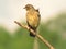 Juvenile  African Stonechat waiting for parents to bring a mid-afternoon snack