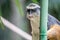 Juvenile African Vervet monkey Chlorocebus pygerythrus in bamboo