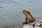 Juvenile Alaskan brown bear sitting on a riverside rock looking into the Brooks River for salmon, Alaska