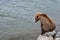 Juvenile Alaskan brown bear sitting on a riverside rock looking into the Brooks River for salmon, Alaska