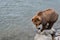 Juvenile Alaskan brown bear walking on a riverside rocks, Katmai National Park, Alaska
