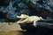 Juvenile albino crocodile,Albino crocodile