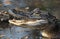 Juvenile Alligator with mouth open showing teeth