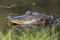 Juvenile American Alligator close up profile