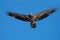 Juvenile American Bald Eagle