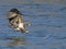 Juvenile American Bald Eagle Fish Grab