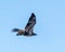 Juvenile American Bald Eagle flying along the Mississippi River