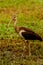 Juvenile American White Ibis