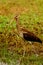 Juvenile American White Ibis