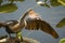 Juvenile anhinga with bill wide open as if singing opera.