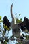 Juvenile anhinga perched on a branch in the Everglades.