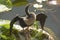 Juvenile anhinga stands with wings outspread in Florida`s Evergl