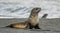 Juvenile Antarctic fur seal (Arctocephalus gazella) in South Georgia in its natural environment