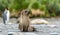 Juvenile Antarctic fur seal (Arctocephalus gazella) in South Georgia in its natural environment