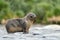 Juvenile Antarctic fur seal (Arctocephalus gazella) in South Georgia in its natural environment