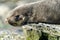 Juvenile Antarctic fur seal (Arctocephalus gazella) in South Georgia in its natural environment