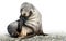 Juvenile Antarctic fur seal (Arctocephalus gazella) in South Georgia in its natural environment