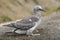 Juvenile Australasian Gannet