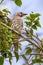 Juvenile Australian Figbird