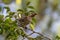 Juvenile Australian Figbird with fruit