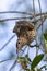 Juvenile Australian Figbird with fruit