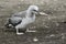 Juvenile Australian gannet