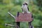 Juvenile Australian laughing kookaburra perched on a birdhouse roof