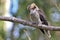 Juvenile Australian laughing kookaburra perched on branch