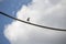 A juvenile Australian Magpie-Lark (Grallina cyanoleuca) perching on a pipe