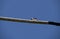 A juvenile Australian Magpie-Lark (Grallina cyanoleuca) perching on a pipe