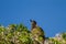 Juvenile Australian magpie on top of a tree