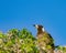 Juvenile Australian magpie on top of a tree