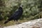 Juvenile Australian Raven