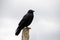 Juvenile Australian Raven