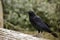 Juvenile Australian Raven