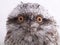 Juvenile Australian Tawny Frogmouth - Portrait